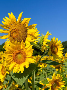 Bright sunflowers fill the landscape at Dorothea Dix Park in Raleigh, North Carolina, creating a vibrant summer display while attracting pollinators to the field.