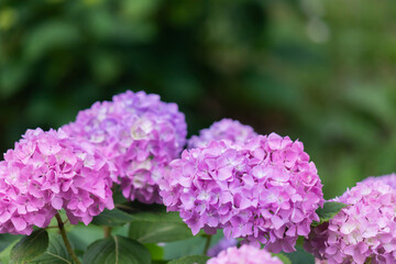 Obraz premium Vibrant pink hydrangea blooms contrast with purple clusters in a lush garden scene. Close-up focus on petals and foliage creates a fresh, colorful floral portrait suitable for nature, garden, and outd