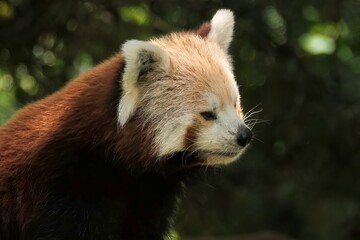Red Panda Profile Portrait — Russet Fur & White Facial Markings © M