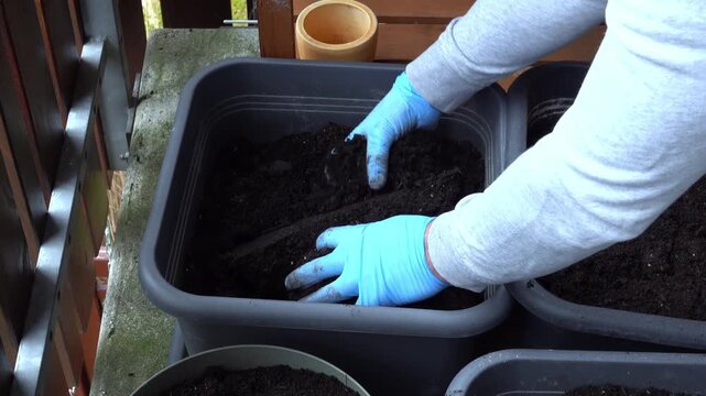 Hands in garden gloves planting soil in planter box.	