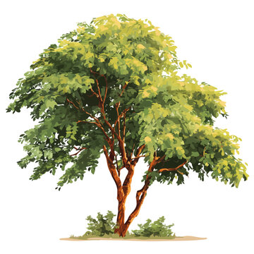 2D flat vector graphic of a Koa Tree in icon style, isolated on white background