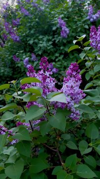 Vertical video of fresh purple lilac blossoms swaying gently in a lush spring garden
