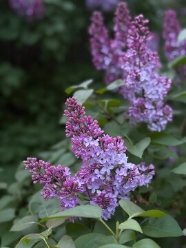 Blooming Purple Lilac Branch in Spring Garden. Close-up of Syringa Flowers.