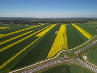 Województwo Świętokrzyskie - Polska - pola rzepaku w rozkwicie, piękny żółty kolor i krajobraz wiejski zdjęcie wykonane dronem z powietrza. Rzepak, pola, drogi, niebo, krajobraz wiejski © Konrad