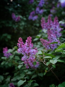 Blooming Purple Lilac Branch in Spring Garden. Close-up of Syringa Flowers.
