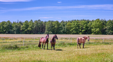 Obraz premium Agriculture, horses and herd on grass in field for sustainable farming, ranching or conservation. Herbivore, group and animals in pasture for land management, livestock habitat or natural environment
