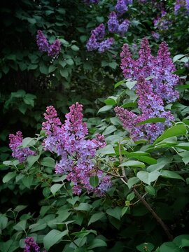 Blooming Purple Lilac Branch in Spring Garden. Close-up of Syringa Flowers.