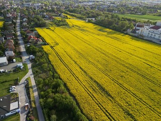 Województwo Świętokrzyskie - Polska - pola rzepaku w rozkwicie, piękny żółty kolor i krajobraz wiejski zdjęcie wykonane dronem z powietrza. Rzepak, pola, drogi, niebo, krajobraz wiejski © Konrad