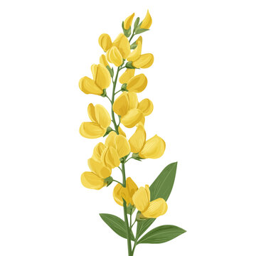Minimal 2D flat vector of a Baptisia, icon-style illustration on a white background