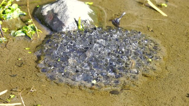 Wildlife - frogs. Water frogs (Ranidae) are a family of frogs consisting of about 260 species, distributed all over the world except southwestern Antarctica. Interesting display of frog eggs in cluste