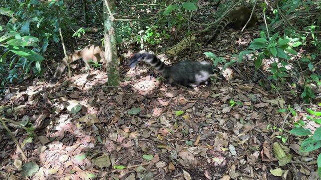 A group of wild South American Coatis (Nasua nasua) foraging for food on the forest floor covered with dry leaves and green foliage in their natural jungle habitat