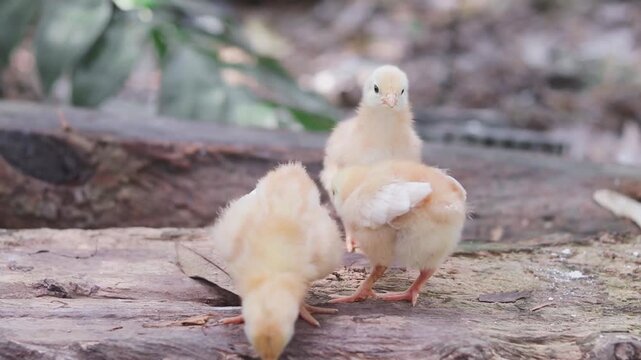 Three chicken baby in the garden