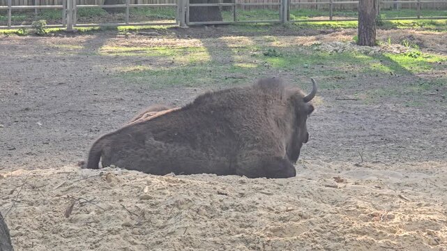 Large European bison resting on sandy ground in a sunny forest enclosure during summer day at a wildlife reserve or zoo park outdoors with trees. Video 4k