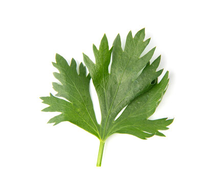Celery leaf isolated on white background. Top view.