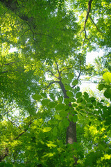 Sunlight in the green forest, spring time