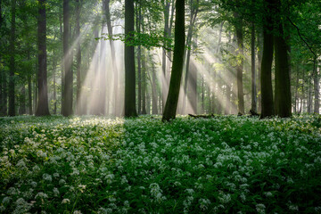 Obraz premium Beautiful morning in forest full of blossoming wild garlic
