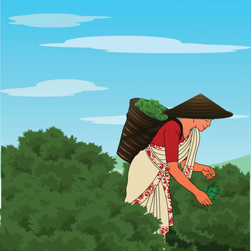 Tea Picker Woman Harvesting Fresh Green Leaves in Tea Garden Vector Illustration 