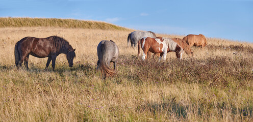Obraz premium Wildlife, herd and horses grazing in field for digestion, ecosystem health or conservation. Agriculture, feral animals or eating shrubs in grass terrain for land management, biodiversity or nutrition