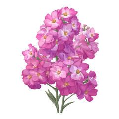 Obraz premium Flat-design 2D vector artwork of a Matthiola Stock, styled as an icon and isolated against white background