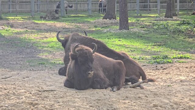 Two European bison resting on sandy ground in a sunny forest enclosure during summer day at a wildlife reserve or zoo park outdoors with trees. Video 4k