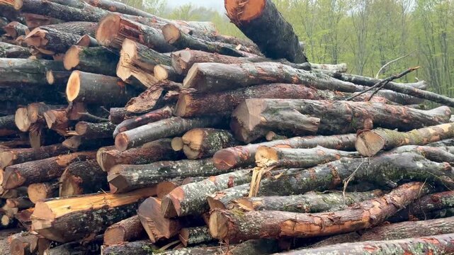 A stack of felled logs at the edge of a forest - 4K in the rain
