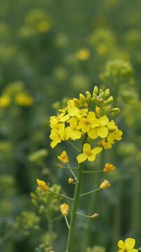 Rape Portrait Rapeseed Stalk In Field, Middistance View Showing Dense Crop Rows And Emerging Yellow Cluster, Soft Depth Of Field Isolates Subject While Abundant Foliage Fills Background, Calm