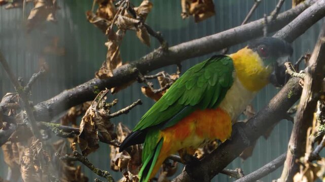 Close up of a Black headed parrot eating fruit. It faces forward, sitting on a branch holding a piece of fruit in its right claw. I t repeatedly takes bites of the fruit and chews.