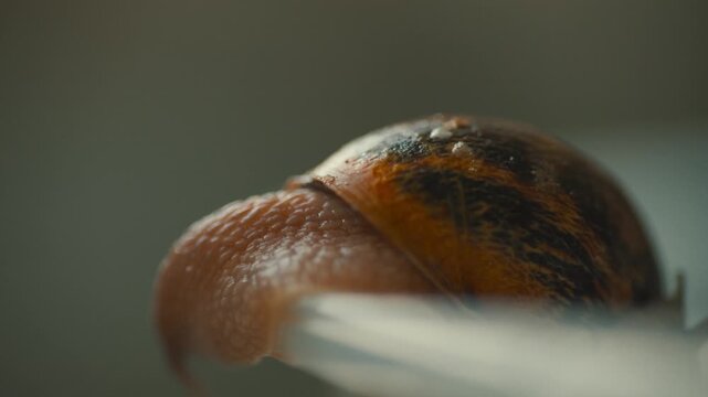 Close look at a snail on the edge of a glass with blurred background in a natural setting during daylight