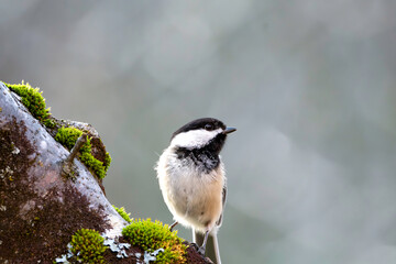 Black-capped Chickadee (Poecile atricapillus) © MBonanza_Photography