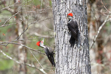 Obraz premium Pileated Woodpecker (Dryocopus pileatus)