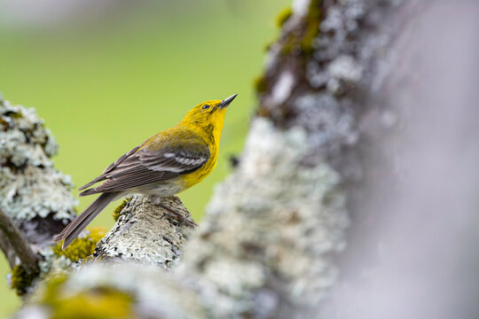 Pine Warbler (Setophaga pinus)
