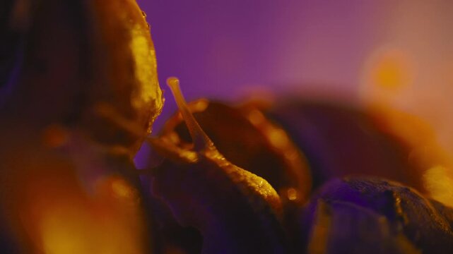 Snails move slowly on surfaces as light changes colors in close-up view during nighttime