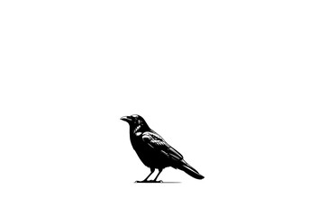 Obraz premium Black crow bird standing on white surface isolated on transparent background