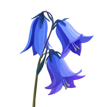 Minimal 2D flat vector of a Bluebell, icon-style illustration on a white background