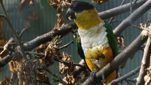 Close up of a Black headed parrot eating fruit. It faces forward, sitting on a branch holding a piece of fruit in its right claw. I t repeatedly takes bites of the fruit and chews.