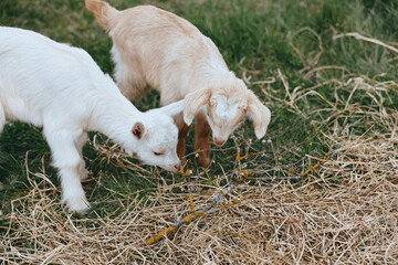 Obraz premium Two young goats explore a straw covered field, noses near the ground. A candid lifestyle moment in rural farming, showcasing curiosity, playfulness, and the simple bond between animals.