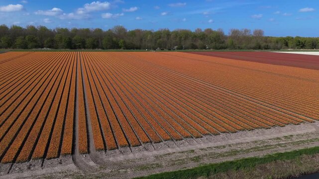 Rows of Orange Flowers Stretching to the Horizon