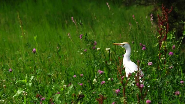 Wildlife - Birds. Western cattle egret (Bubulcus ibis) mostly live in fields, steppes and grasslands, except wetlands. They usually feed on insects.