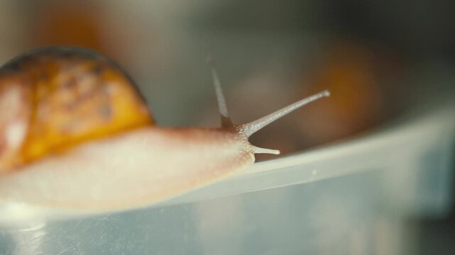 Snail moves slowly over the edge of a container in a close-up view during daytime indoors