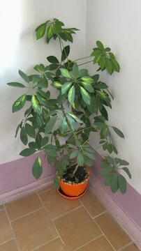 Schefflera in orange pot on tile, lush glossy compound leaves cascading from slender trunk, sunlit corner with pale walls