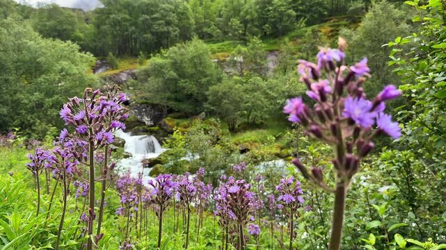 Wildflowers in the foreground and a waterfall in the background