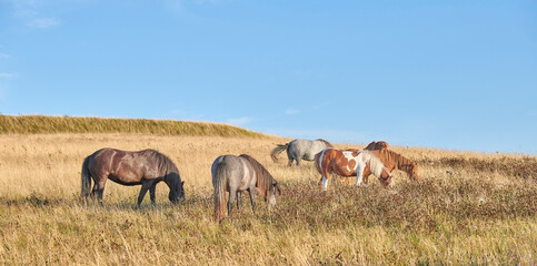 Obraz premium Wildlife, herd and horses eating in field for digestion, ecosystem health or sustainability. Hungry, feral animals or feeding on shrubs in grass terrain for conservation grazing, nutrition and space
