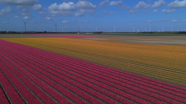 Bright Pink and Yellow Flower Rows