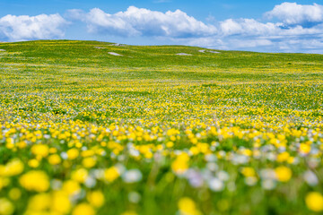 Obraz premium Wildflower meadow between Dogs Bay and Gurteen Bay near Roundstone, Connemara, Ireland. Yellow buttercups, green grass and limestone boulders on the Wild Atlantic Way.