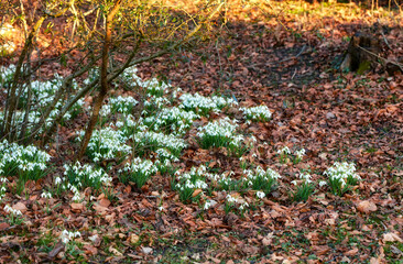 Obraz premium Spring, botany or white flowers in forest with leaves, blossom or sustainable environment for growth. Blooming, plants or snowdrop outdoor in nature with ornamental bulb, galanthus nivalis or ecology