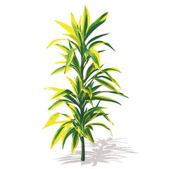 Obraz premium Lemon Lime Dracaena, clean 2D vector flat illustration in minimal and modern style on a white background.