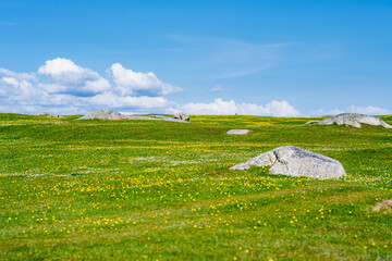 Obraz premium Wildflower meadow between Dogs Bay and Gurteen Bay near Roundstone, Connemara, Ireland. Yellow buttercups, green grass and limestone boulders on the Wild Atlantic Way.