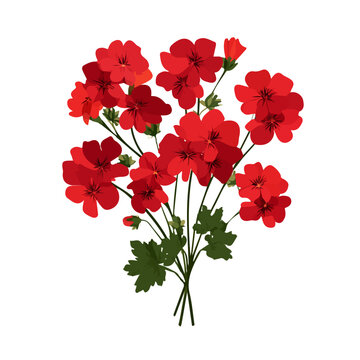 A simple and modern flat 2D vector of a Geranium Bouquet, isolated on a pure white background.