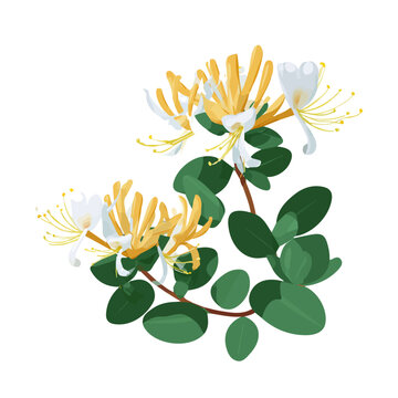 Honeysuckle flat vector illustration in a modern and simple 2D style, placed on a white background.