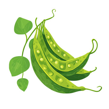 Giloy, clean 2D vector flat illustration in minimal and modern style on a white background.